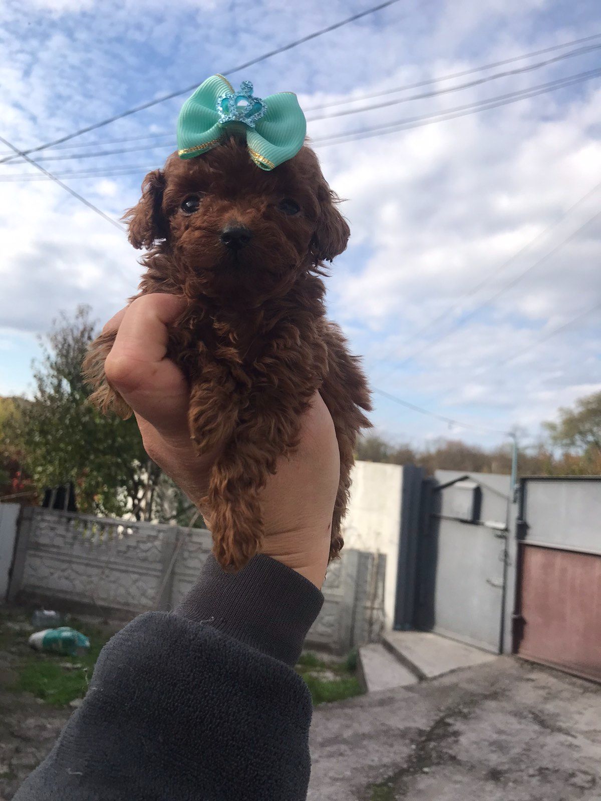 Щенки той пуделя ред браун