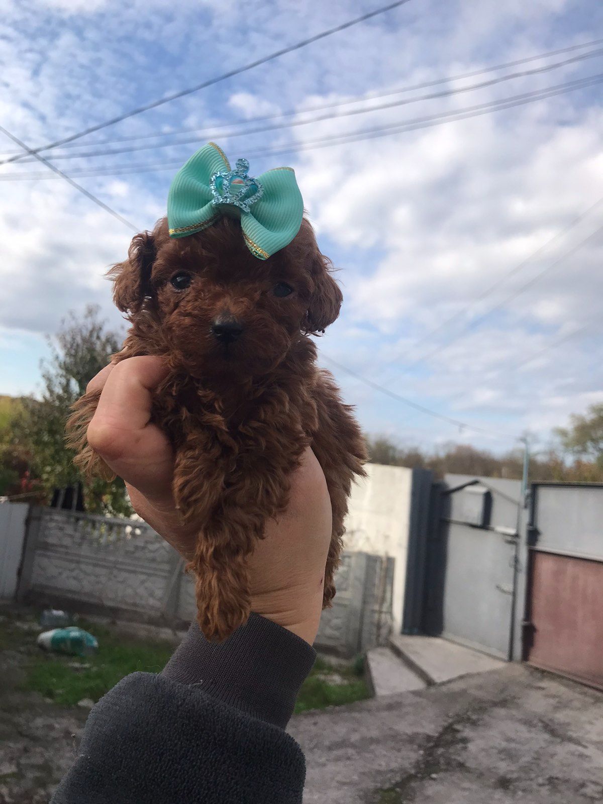 Щенки той пуделя ред браун