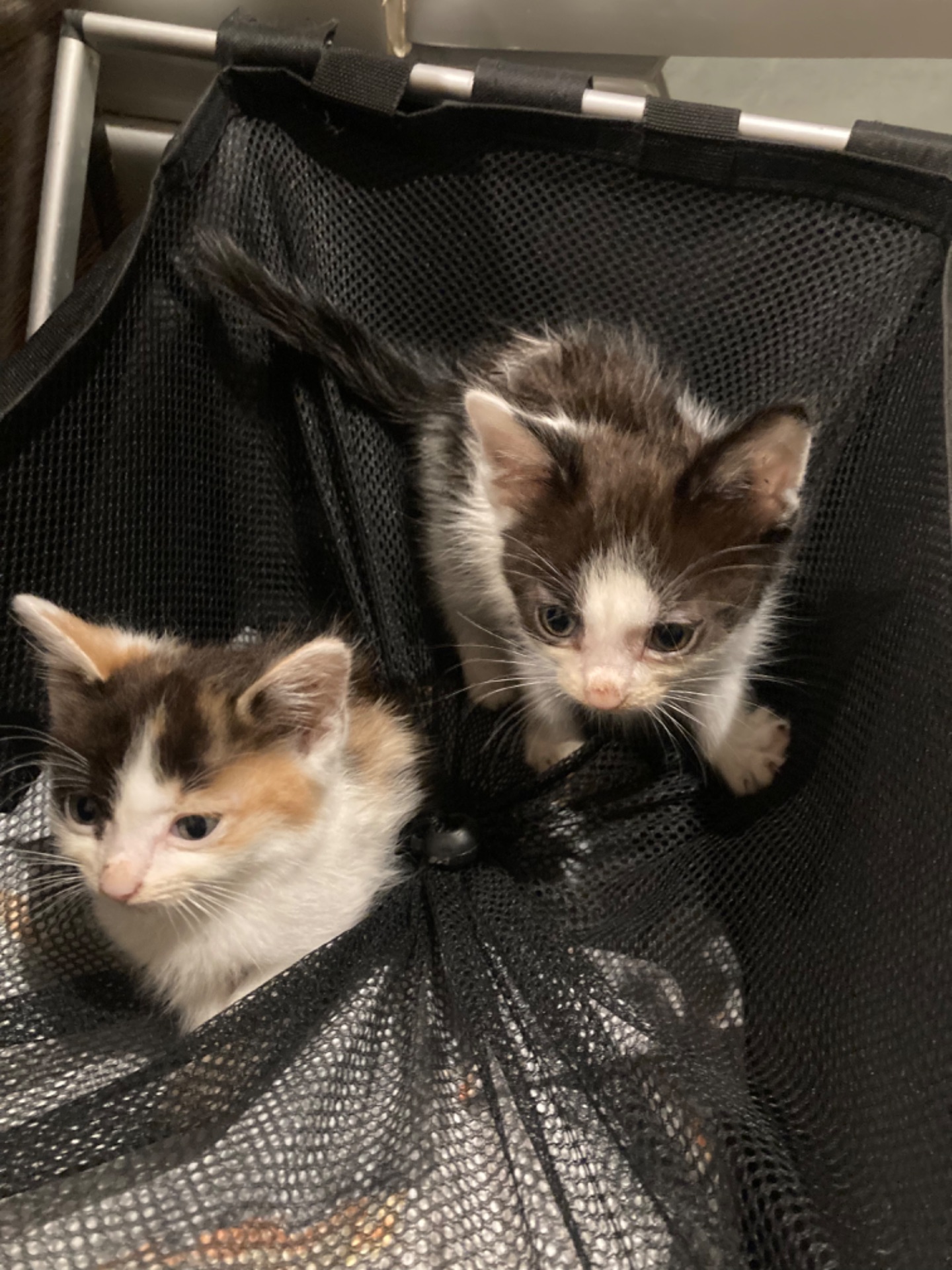 Домашні котики