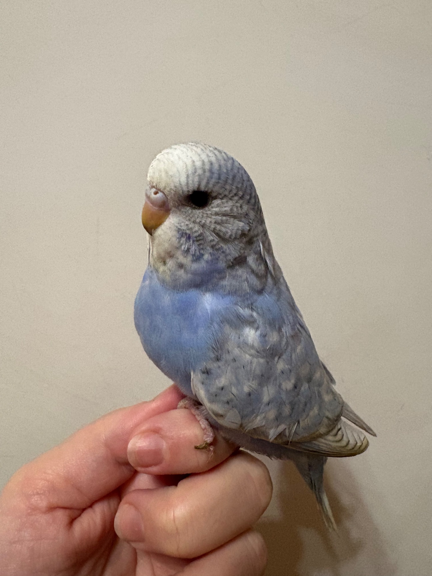 Малюки пів чехів