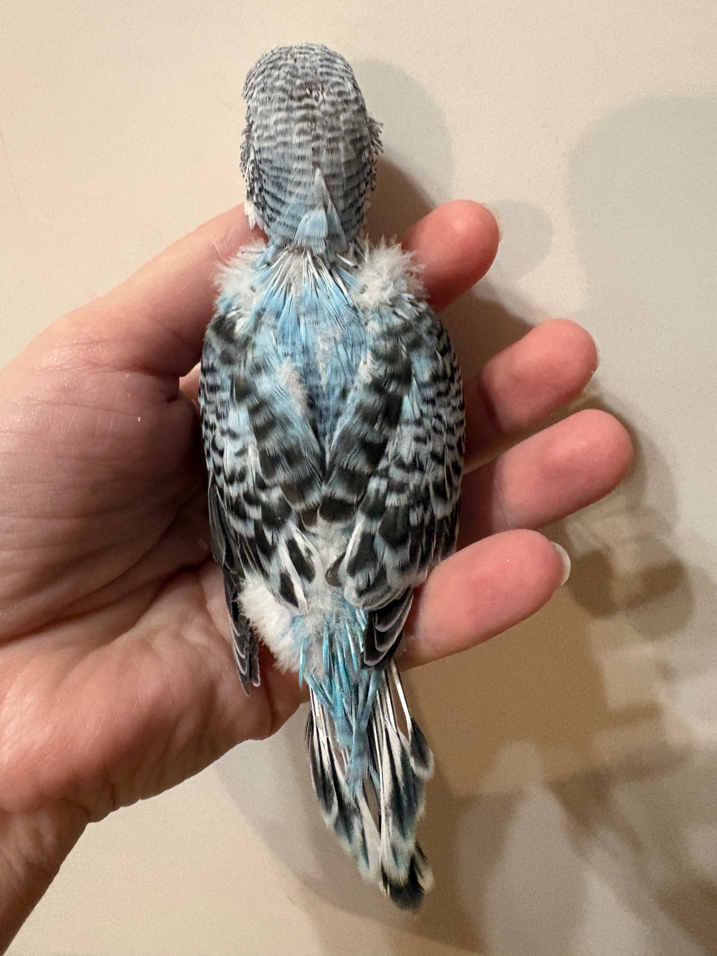 Малюки пів чехів