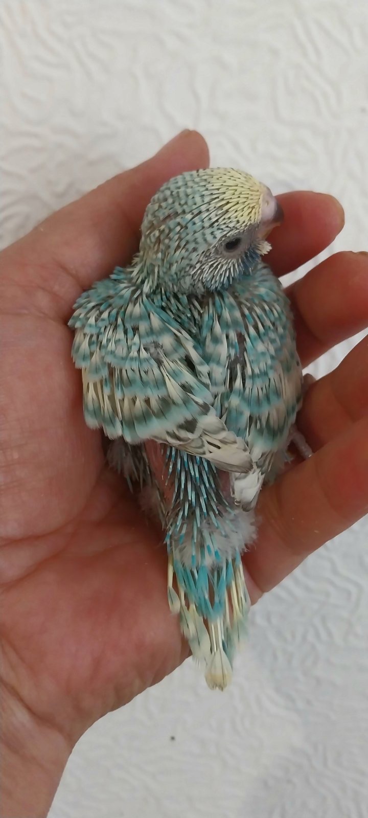 Малюки пів чехів