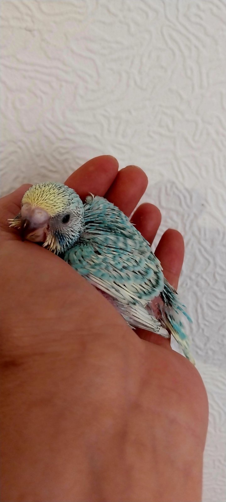 Малюки пів чехів