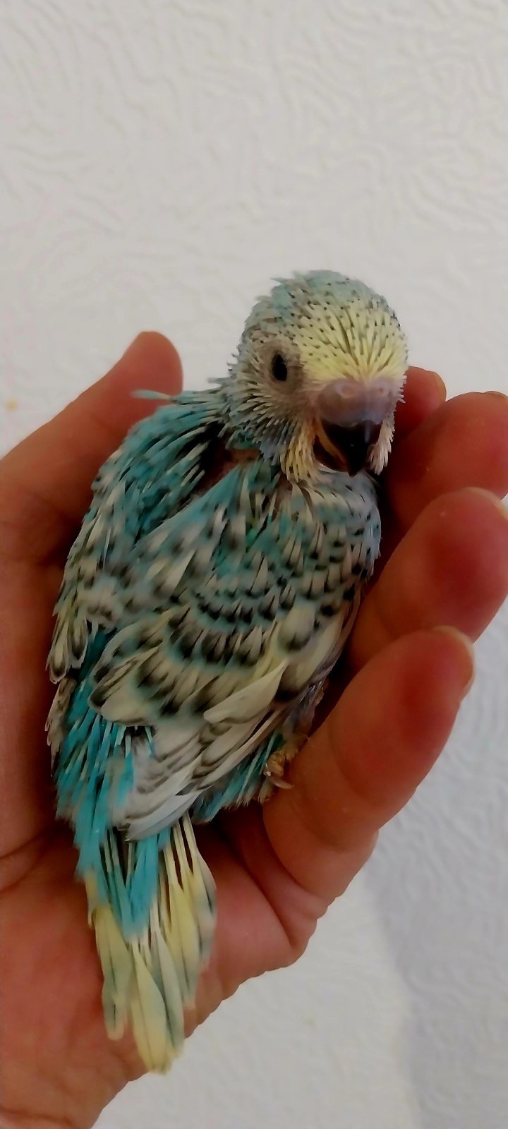 Малюки пів чехів