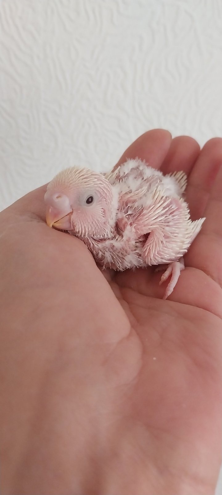 Малюки пів чехів