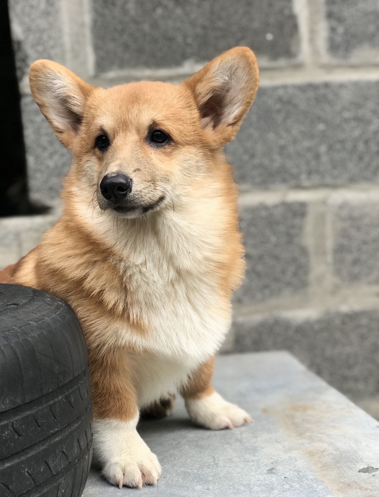 хлопчик Вельш-Коргі Бобтейл