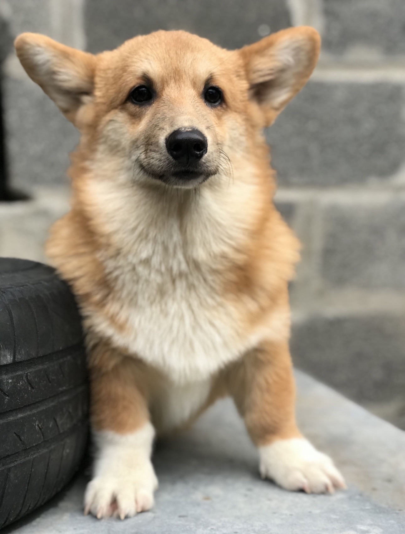 хлопчик Вельш-Коргі Бобтейл