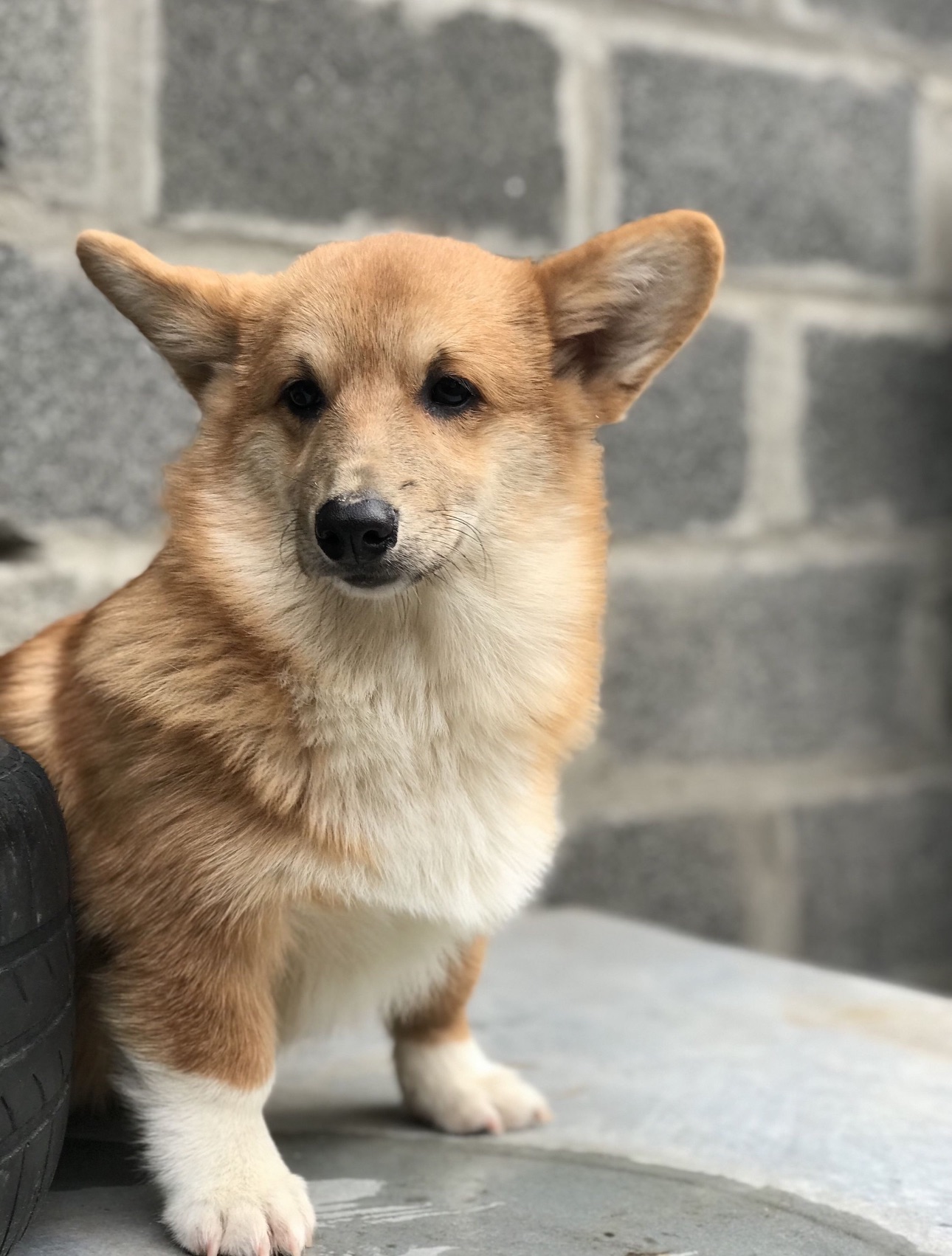 хлопчик Вельш-Коргі Бобтейл