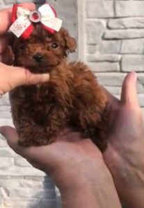 Щенки той пуделя ред браун