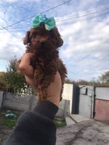 Щенки той пуделя ред браун