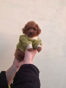 Щенки той пуделя ред браун