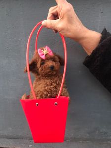 Щенки той пуделя ред браун