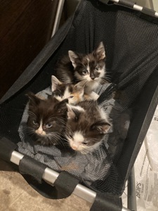 Домашні коти