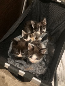 Домашні котики