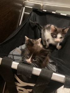 Домашні коти