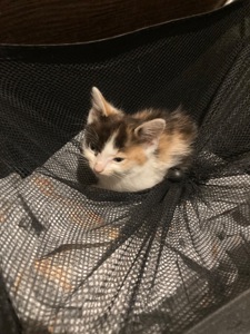 Домашні коти