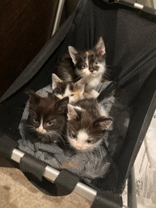 Домашні коти