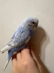 Малюки пів чехів