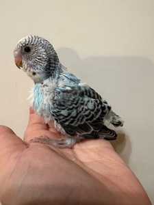 Малюки пів чехів