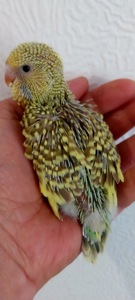 Малюки пів чехів