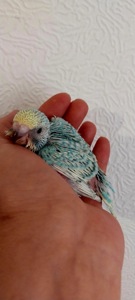 Малюки пів чехів