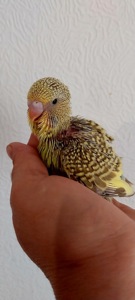 Малюки пів чехів