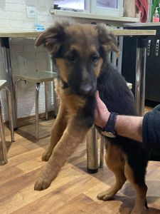 Цуценята німецької вівчарки