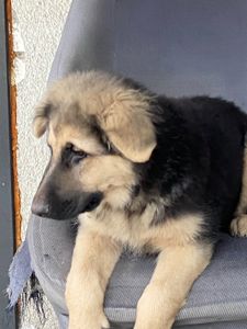 Цуценята німецької вівчарки