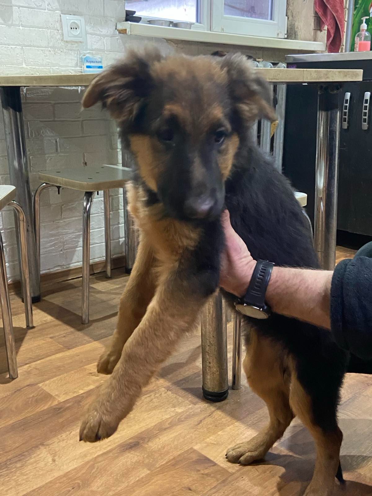 Цуценята німецької вівчарки