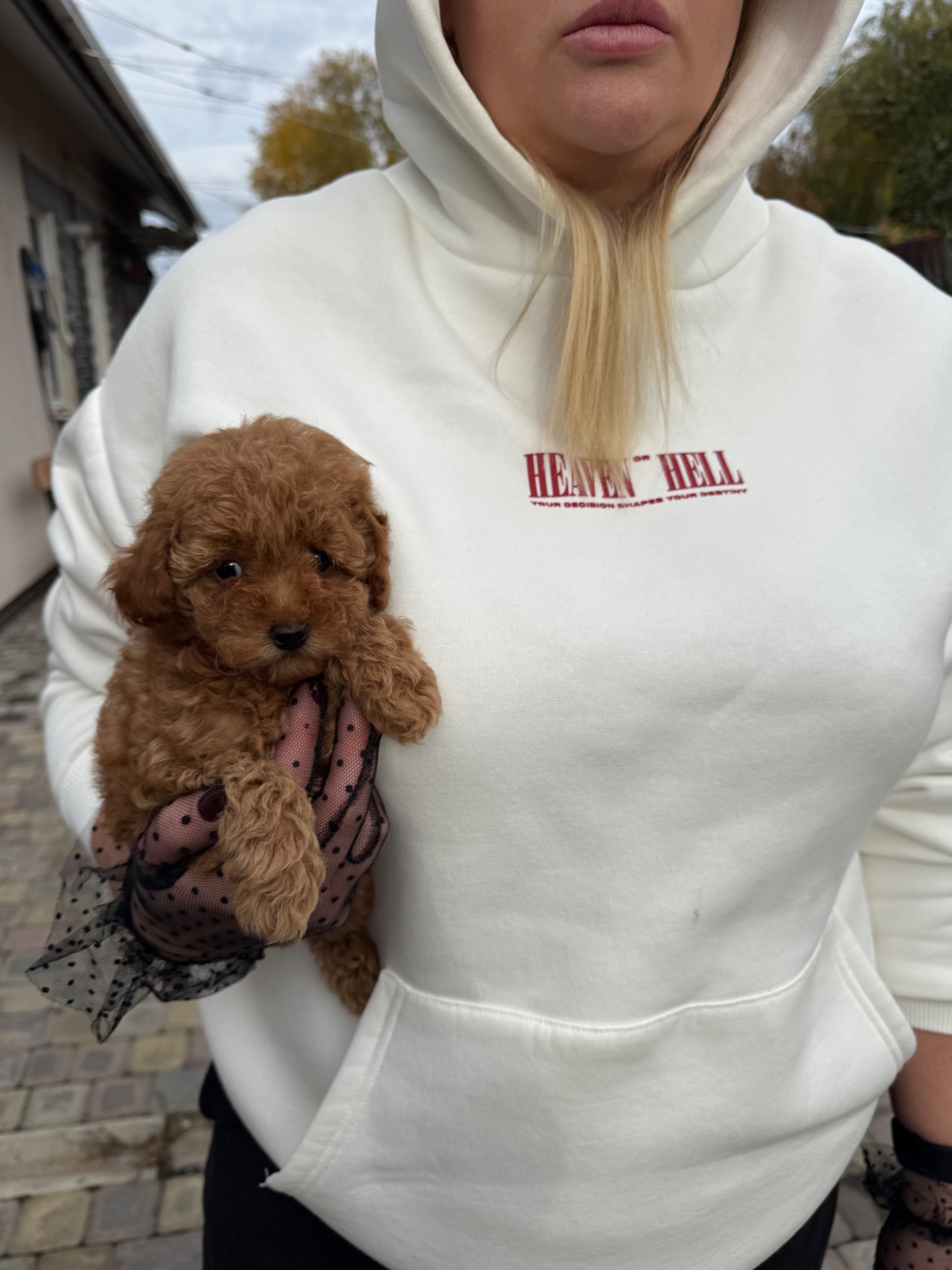 Щенок той пудель