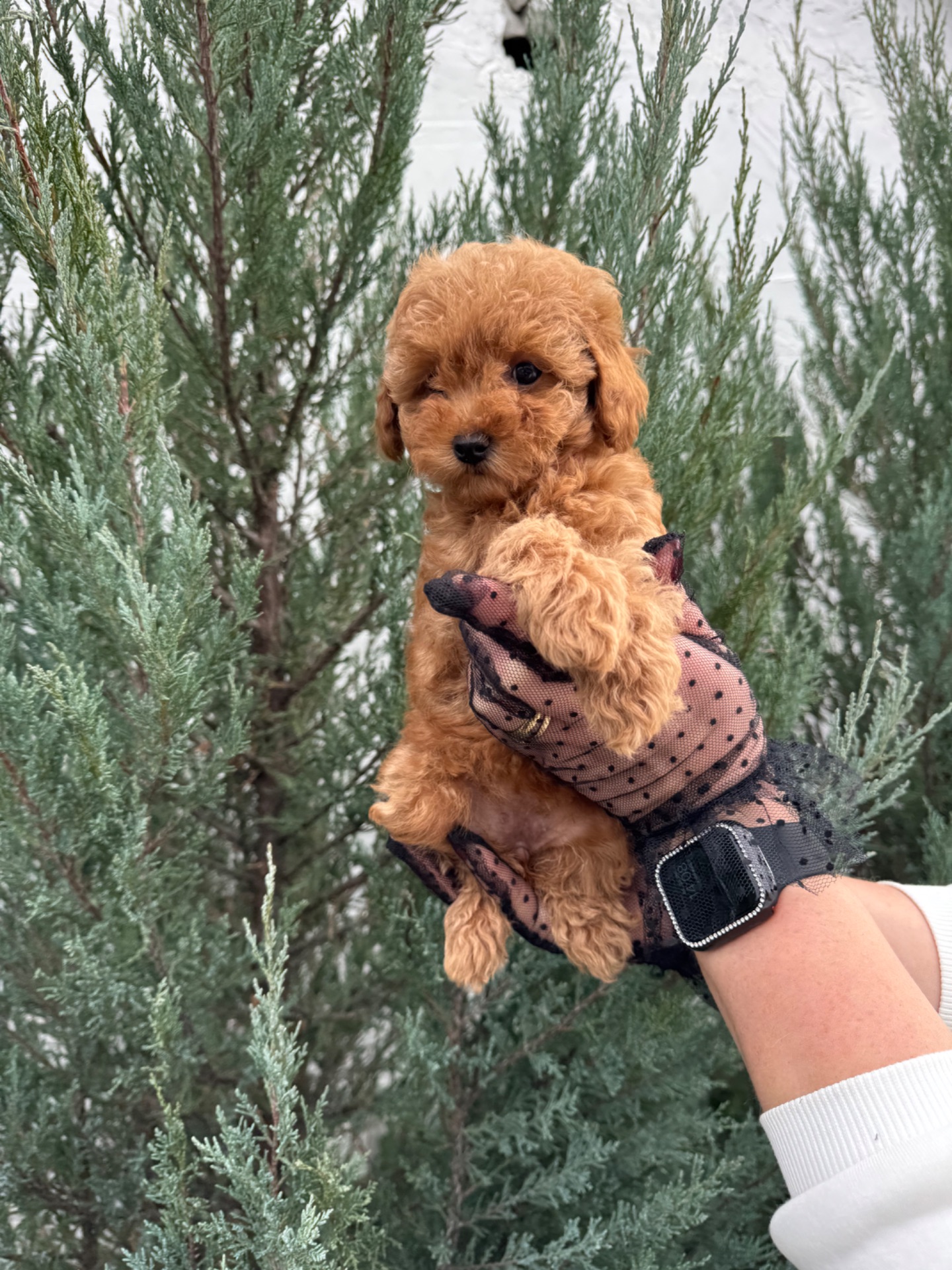 Щенок той пудель