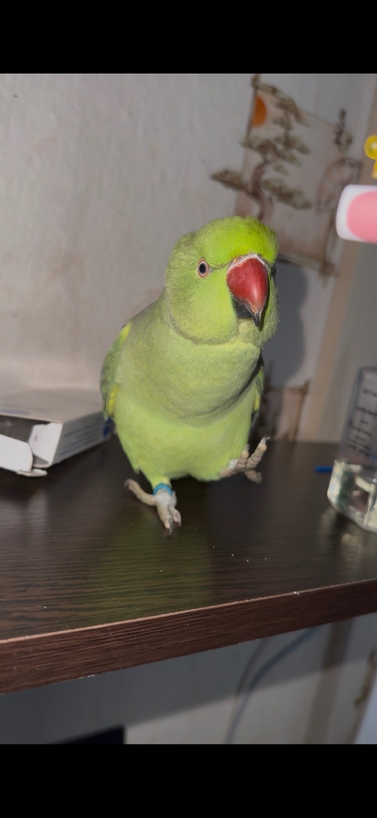Продам ручного Ожерелового папугая