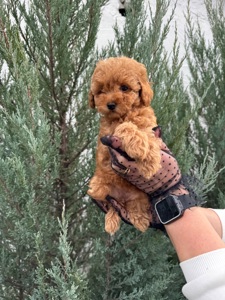 Щенок той пудель