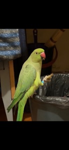 Продам ручного Ожерелового папугая