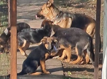 Цуценята німецької вівчарки