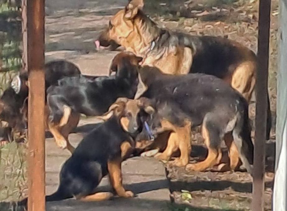 Цуценята німецької вівчарки