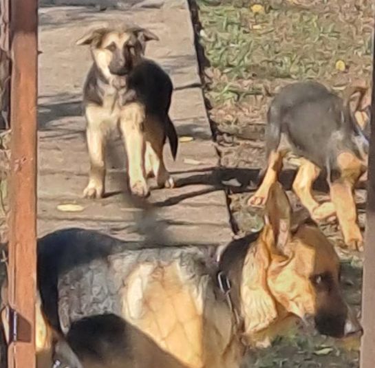 Цуценята німецької вівчарки