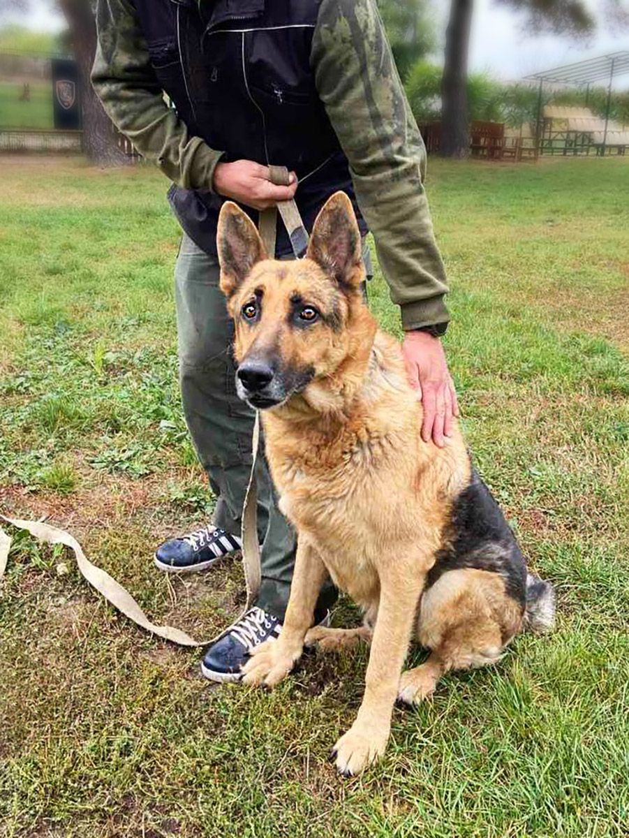 Вівчар Ральф, 7 років, відмовник