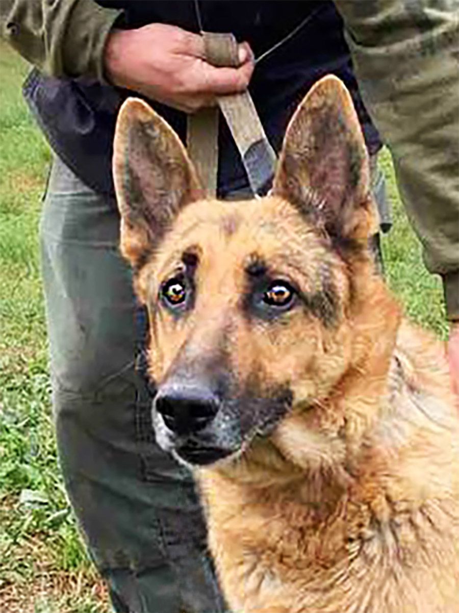 Вівчар Ральф, 7 років, відмовник