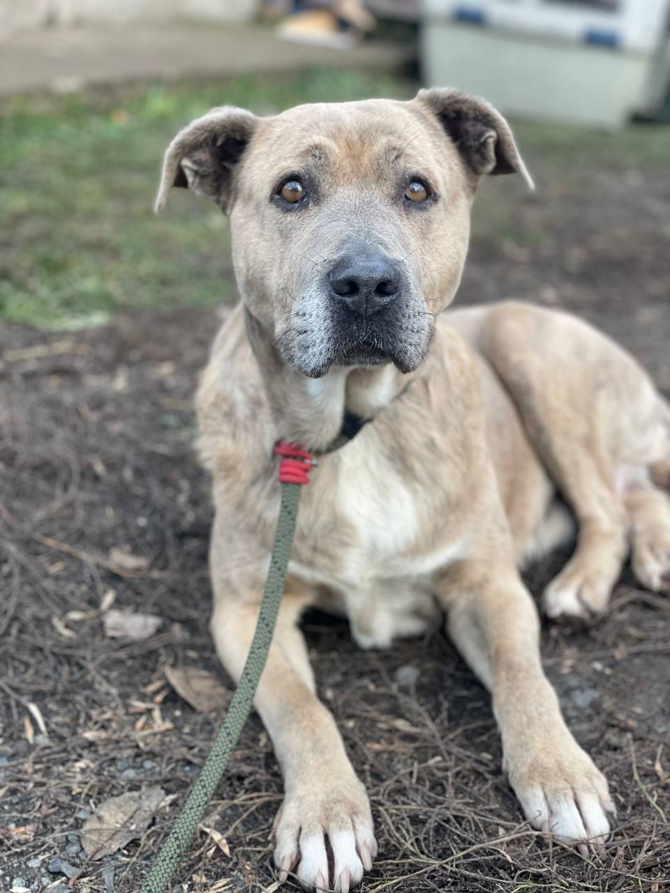 Стафіня Лала