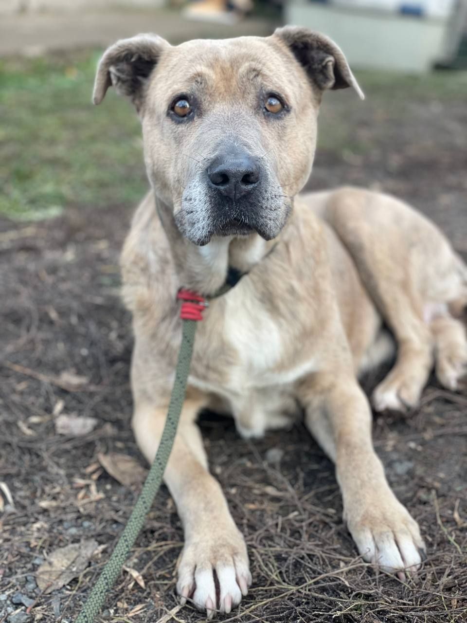 Стафіня Лала