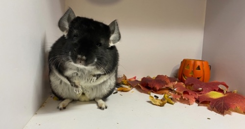 Шиншилла черный жемчуг Ангоры