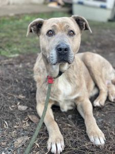 Стафіня Лала