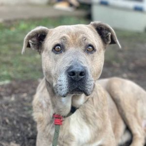 Стафіня Лала