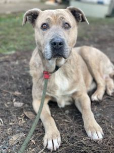 Стафіня Лала