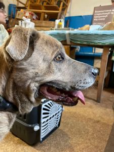 Стафіня Лала