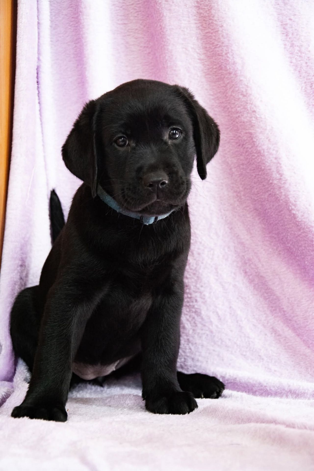 Цуценята ЛАБРАДОР РЕТРИВЕР