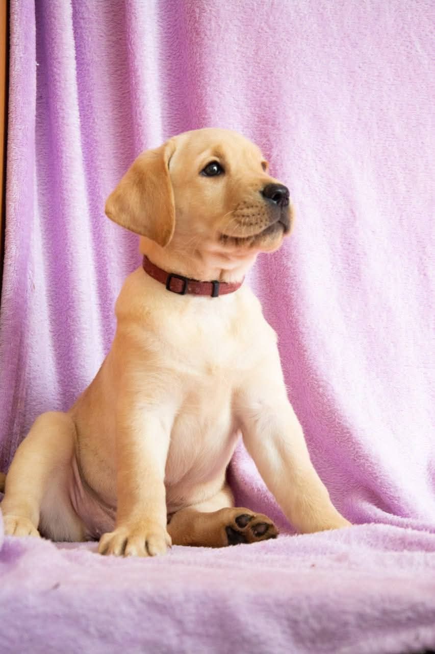 Цуценята ЛАБРАДОР РЕТРИВЕР