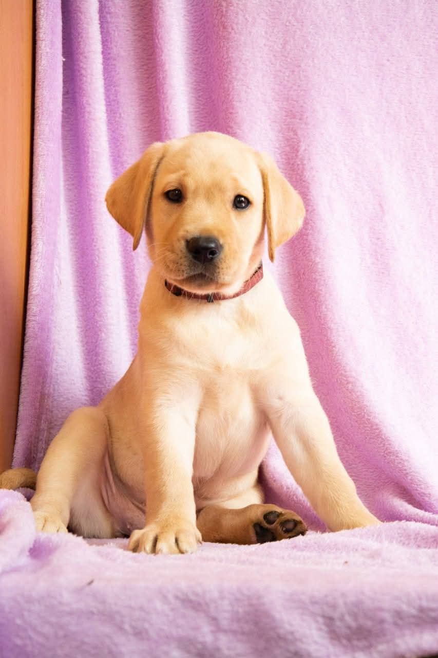 Цуценята ЛАБРАДОР РЕТРИВЕР