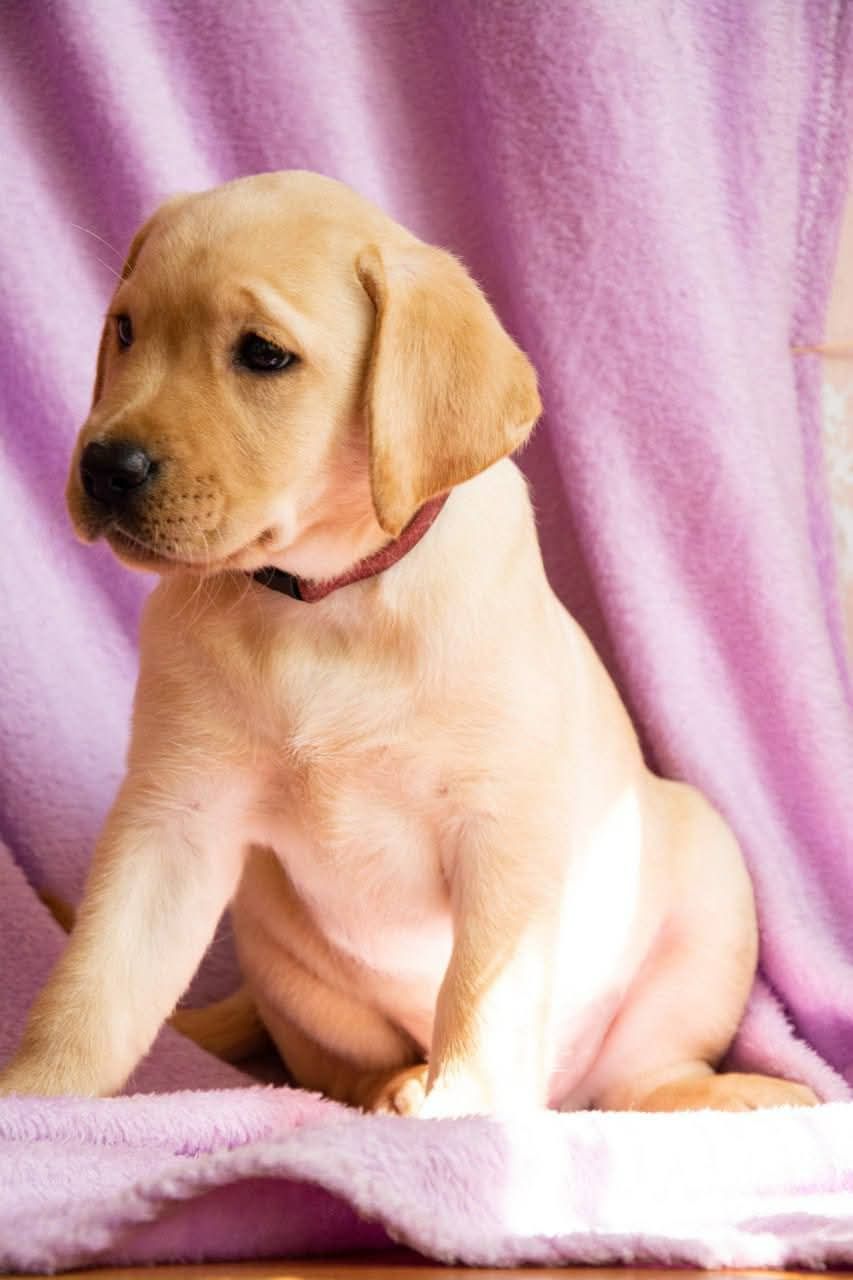 Цуценята ЛАБРАДОР РЕТРИВЕР